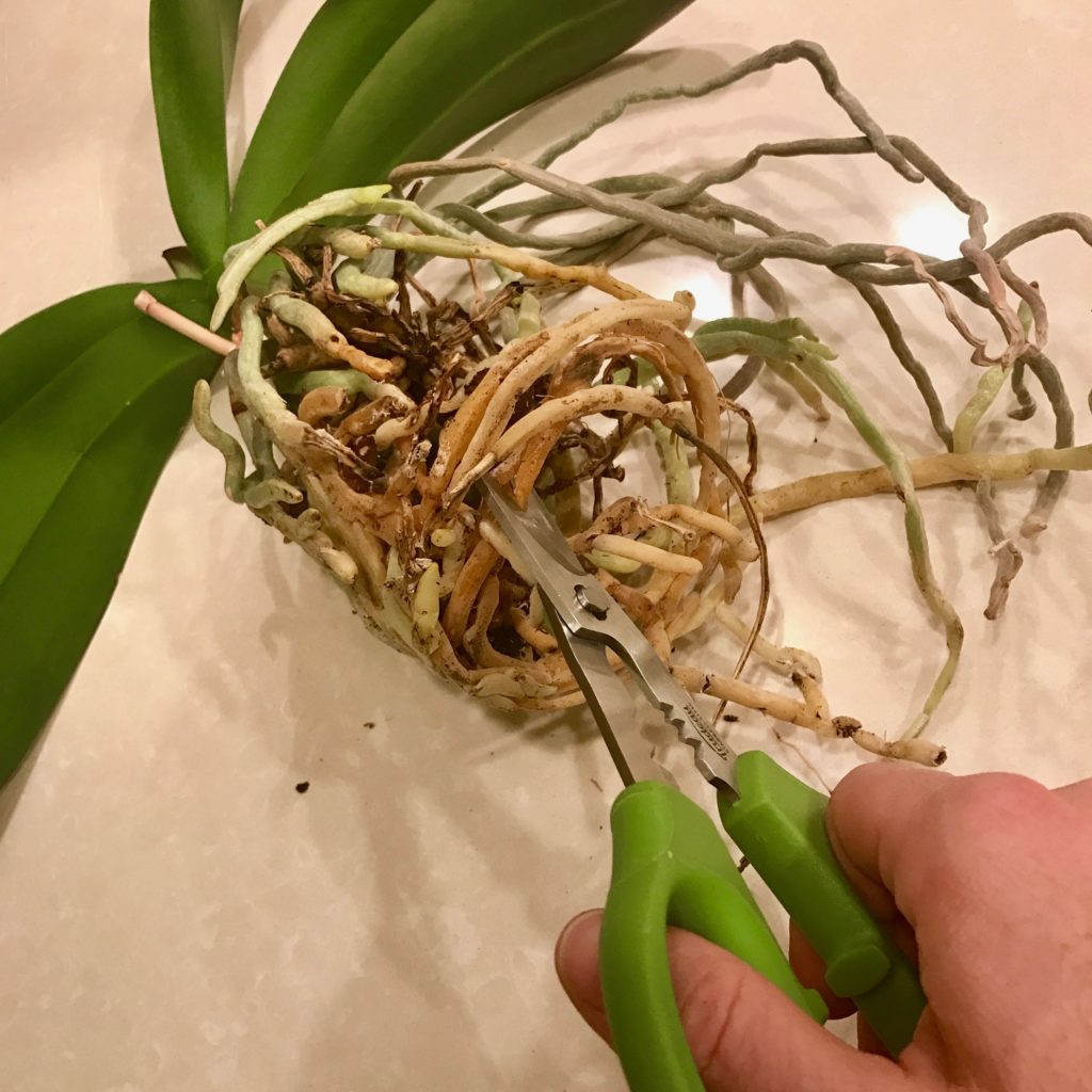 repotting your moth orchid ohio tropics houseplant and tropical plant blog repotting your moth orchid ohio tropics houseplant and tropical plant blog