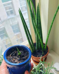 Growing The Stunning Sansevieria Cylindrica A Care Guide