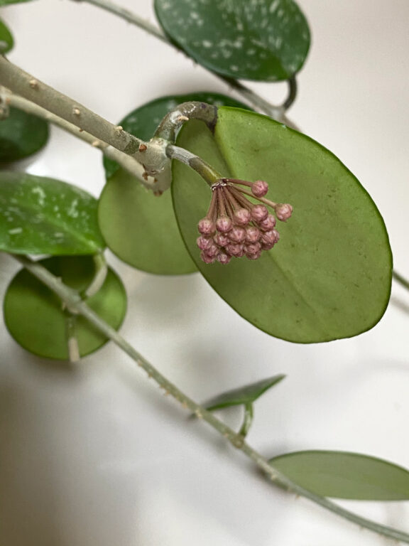 Hoya Obovata 6 Expert Care Flowering Propagation Tips