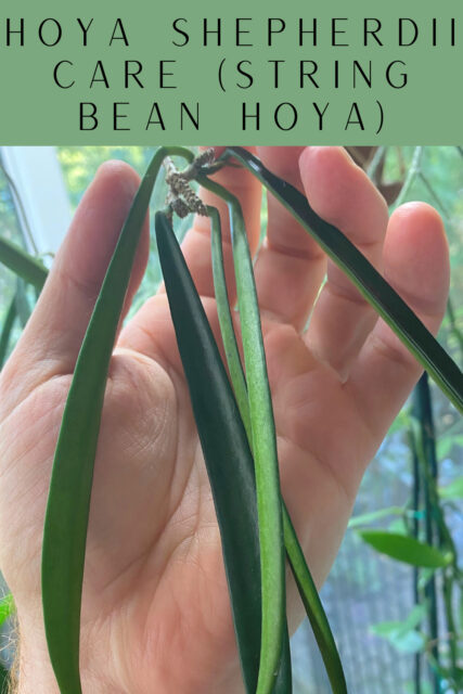 Hoya Shepherdii 7 Expert Care Tips For String Bean Hoya