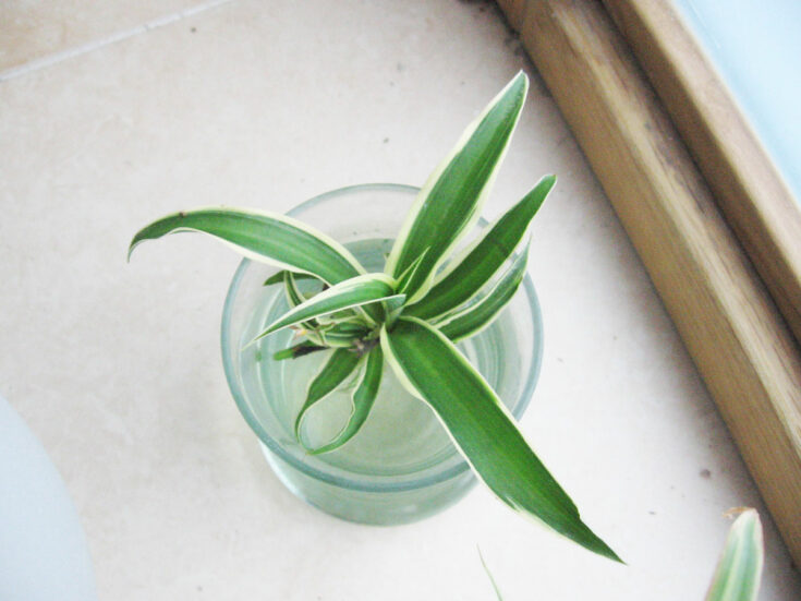 How To Grow Spider Plant In Water Essential Tips