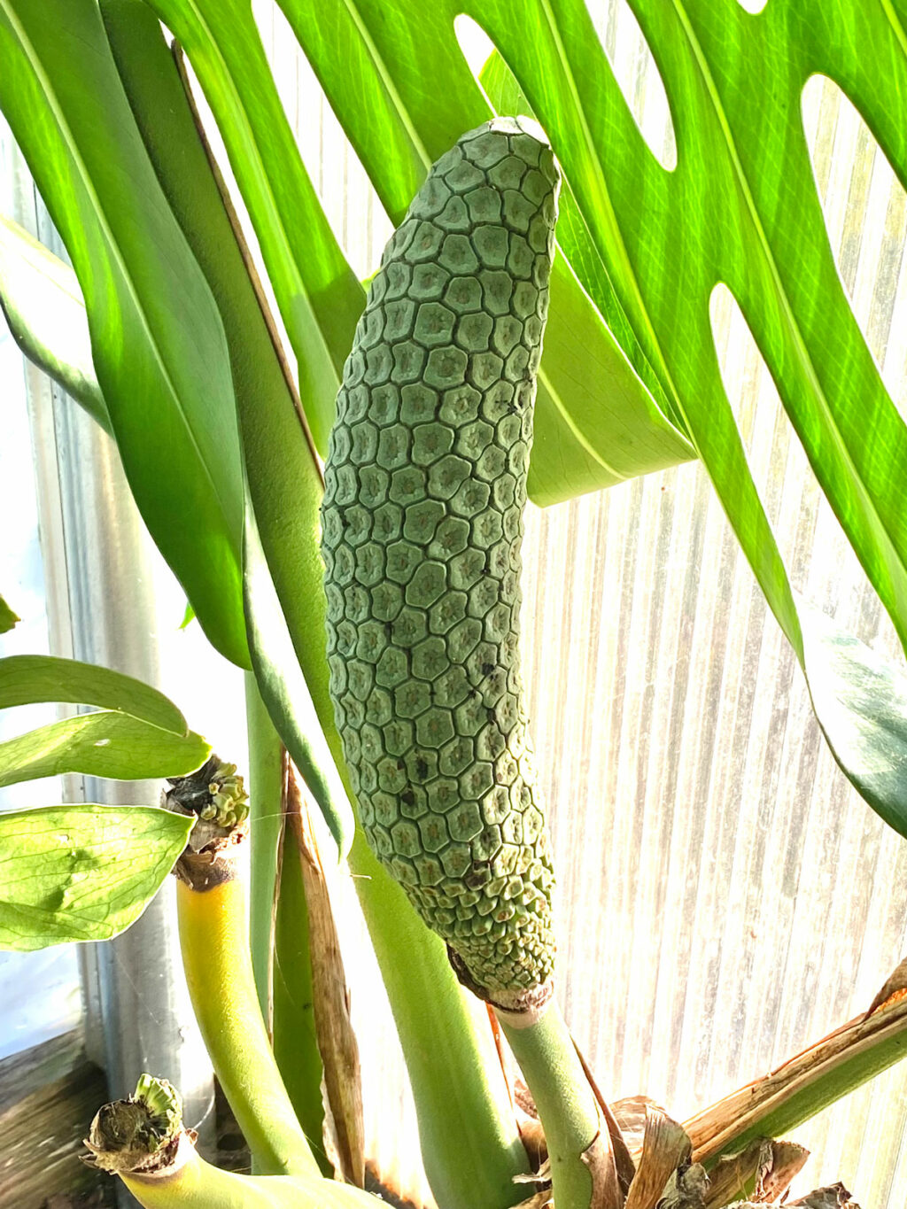 Hechos Fascinantes Sobre La Flor Monstera Mis Plantas