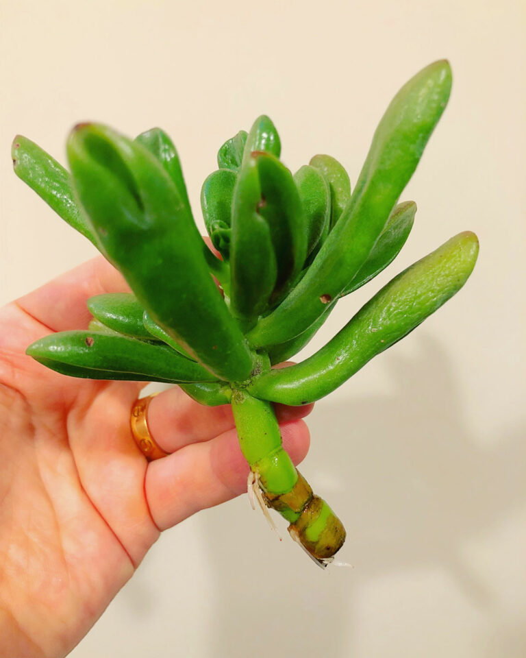 How To Propagate Jade Plants From Stem Cuttings Easy Way