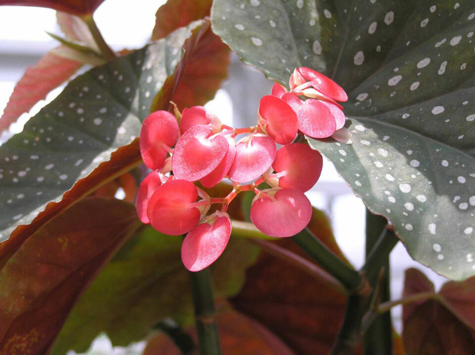 Begonia Types Top Types To Brighten Up Your Indoor Space