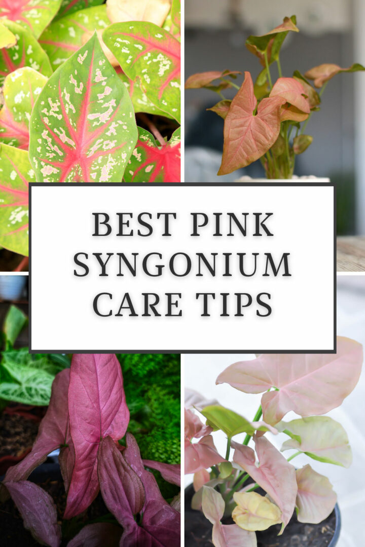 Pink Syngonium Ultimate Care Guide Best Tips