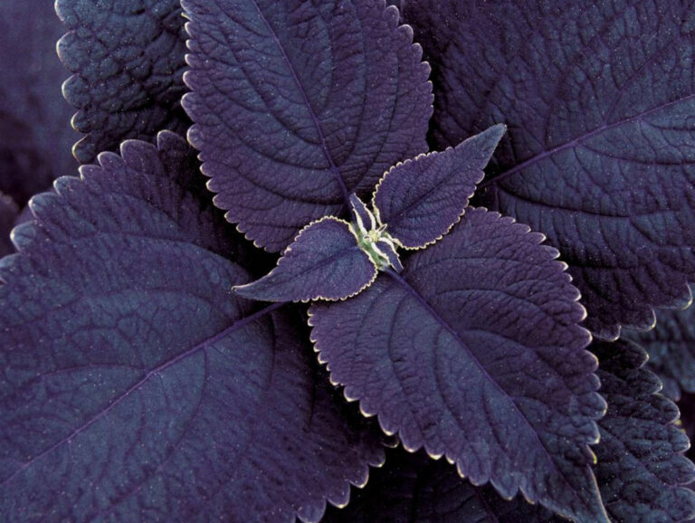 Purple Coleus Spectacular Varieties For Your Garden