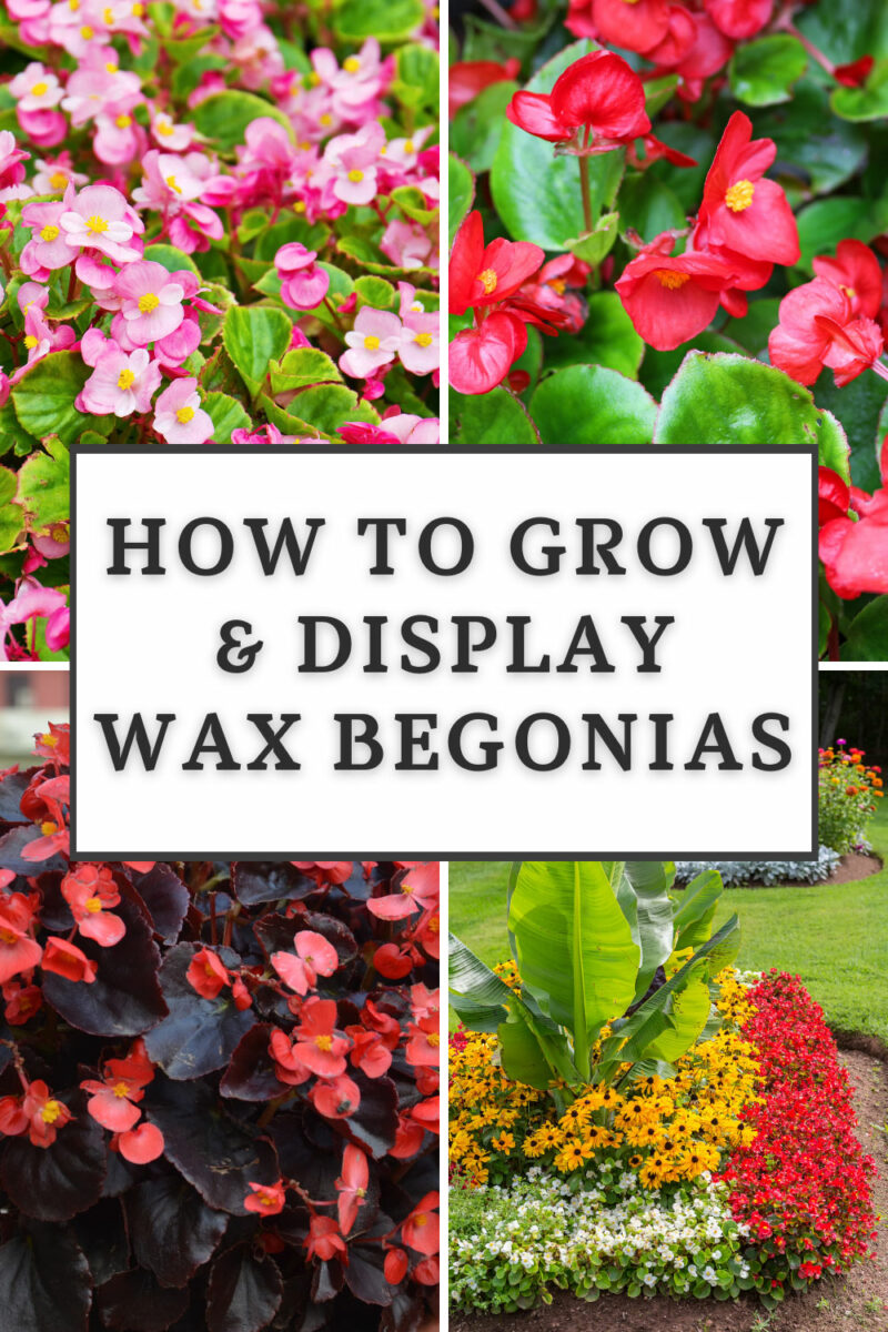 Wax Begonia Care Easy Tips To Know For Growing