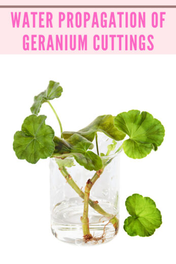 Overwintering Geraniums: 4 Simple Ways + How to Replant