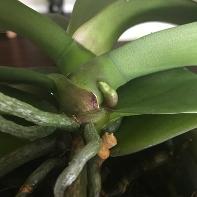 Orchid Flower Spike or Root? 1 Simple Way to Tell