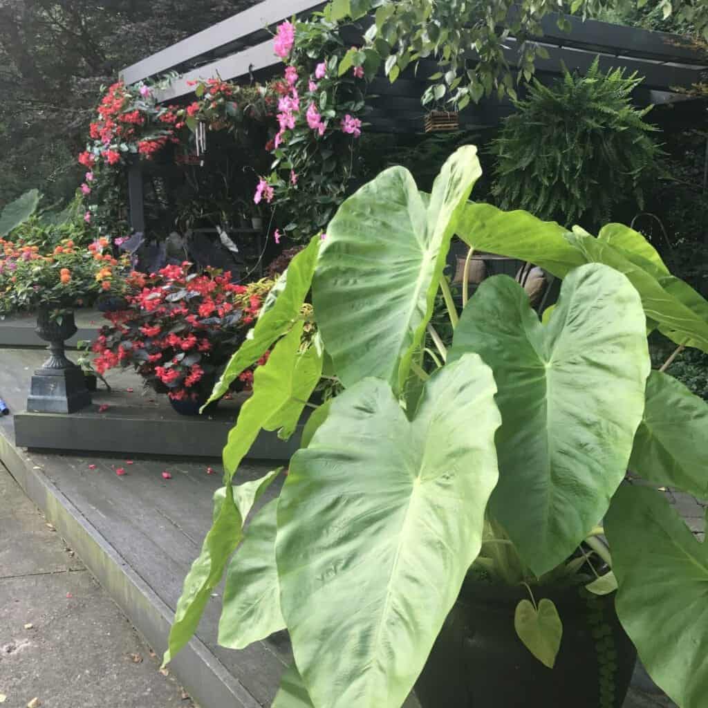 Growing Elephant Ears