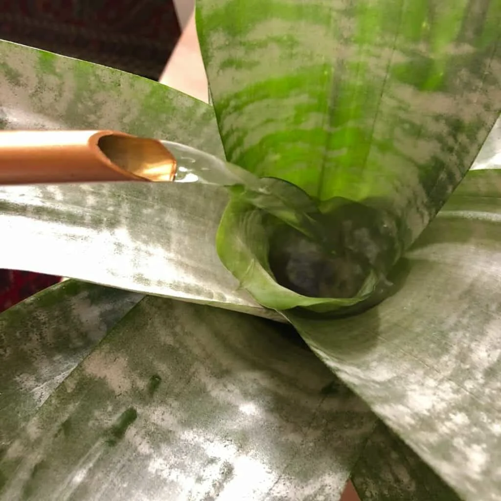 Bromeliads, Urn Plant, Aechmea fasciata