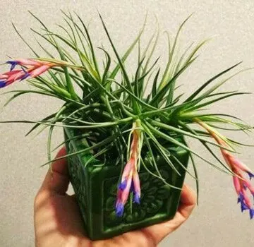 tillandsia