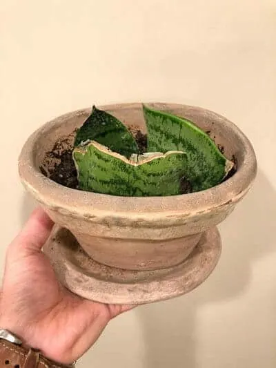 Propagating Sansevieria