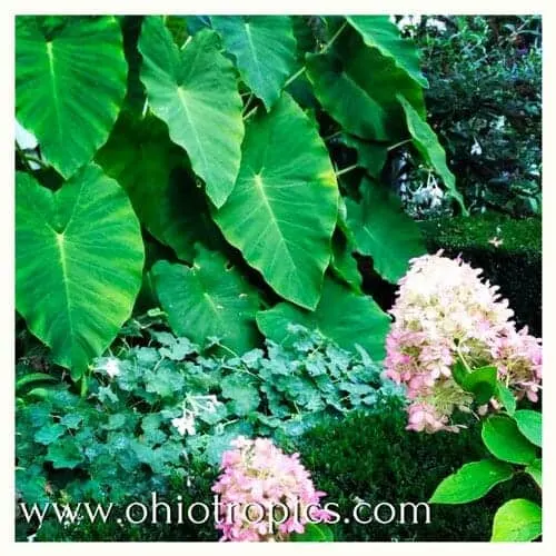 Colocasia esculenta elephant ear