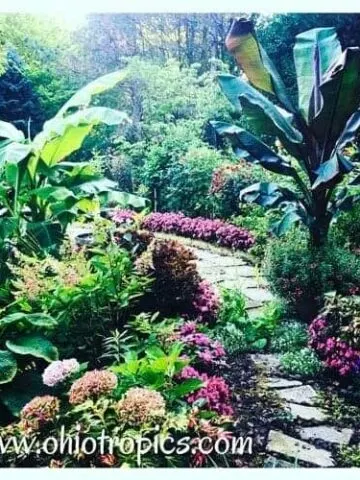 Musa basjoo hardy banana