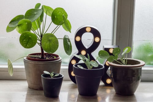 Pilea peperomioides problems