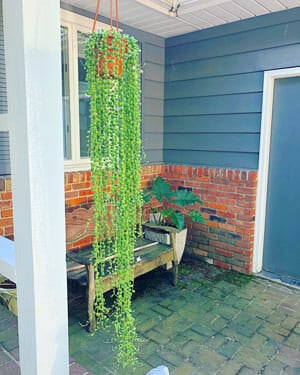 string of pearls plant for sale
