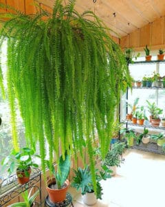 Secrets on How Not to Kill Your Indoor Ferns