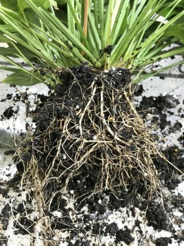 How to Repot a Plant That Is Root Bound