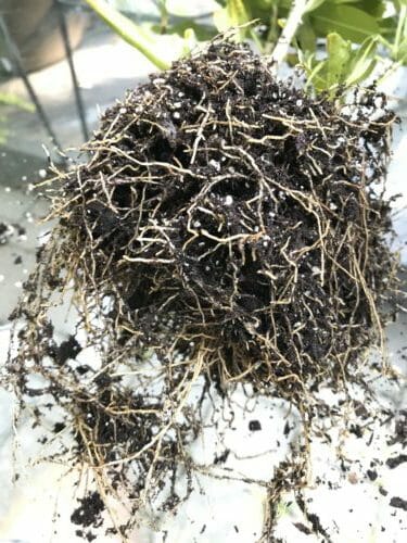 How to Repot a Plant That Is Root Bound