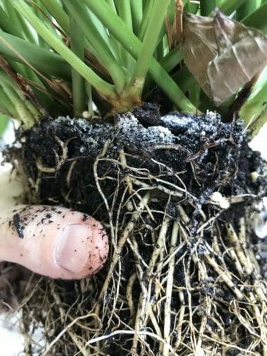 How to Repot a Plant That Is Root Bound