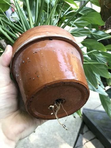 How to Repot a Plant That Is Root Bound