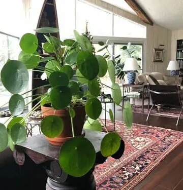 leaving plants for 2 weeks