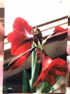 Amaryllis Secrets: What to do with Amaryllis after Blooming