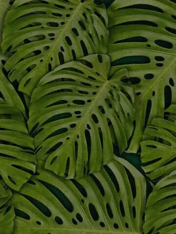 swiss cheese plant care