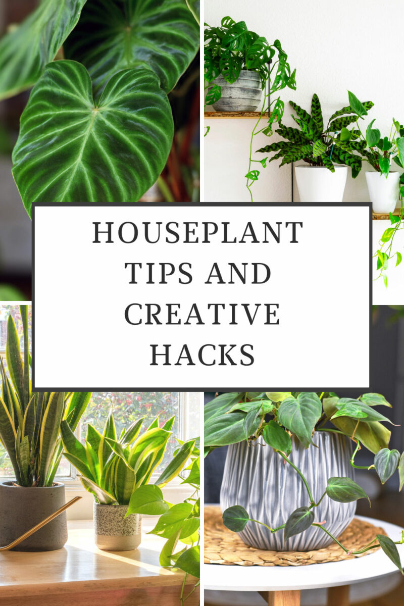 61 Top Houseplant Care Hacks and Tips to Make Your Life Easy!