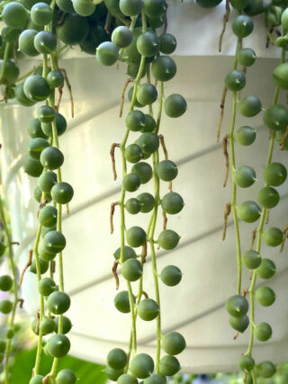 String of Pearls Plant Care and Propagation