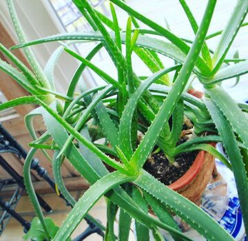 aloe plant care