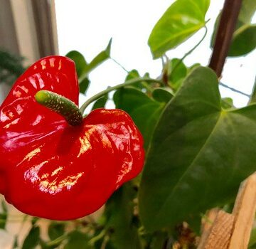 anthurium plant care