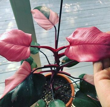 philodendron pink princess