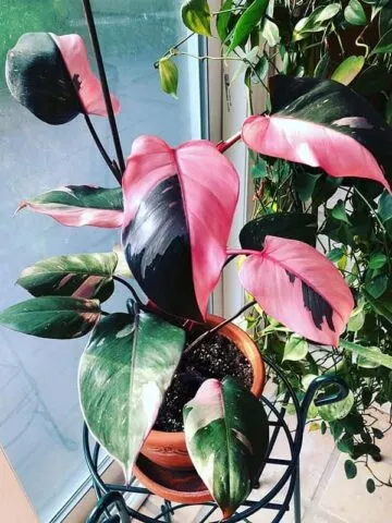 philodendron pink princess