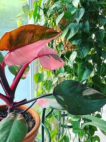 philodendron pink princess