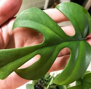 rhaphidophora tetrasperma