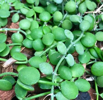 dischidia nummularia