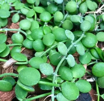 dischidia nummularia