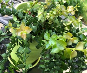 dischidia ruscifolia million hearts plant