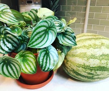 watermelon peperomia