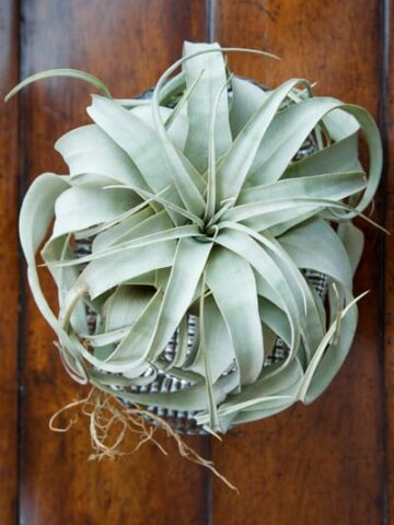 tillandsia xerographica