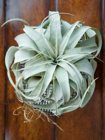 tillandsia xerographica