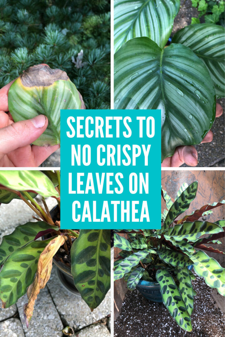 Keep Your Calathea Alive-3 Secrets to No Brown/Crispy Edges