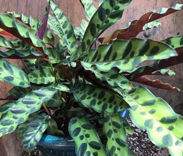 calathea lancifolia