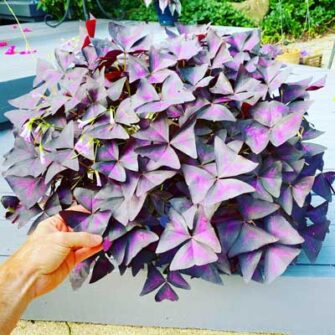 Beginner's Guide to Growing Oxalis Triangularis