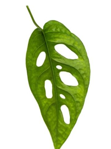 monstera adansonii