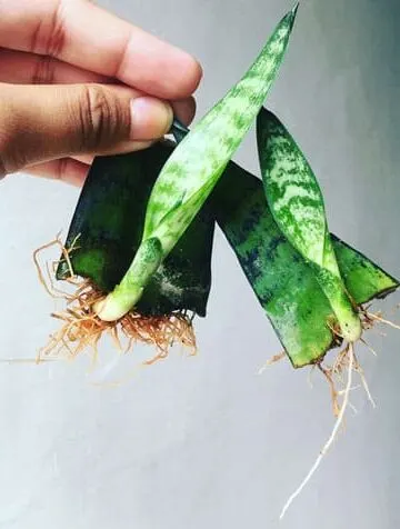 snake plant propagation in water