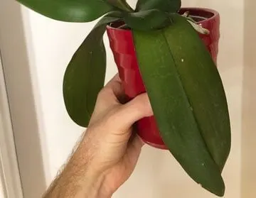 droopy orchid leaves