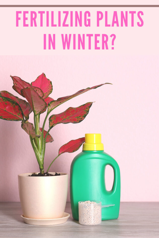 How To Keep Indoor Plants Alive In Winter - 7 Crucial Tips